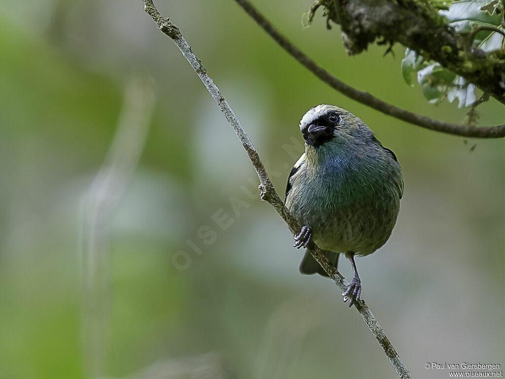 Metallic-green Tanageradult