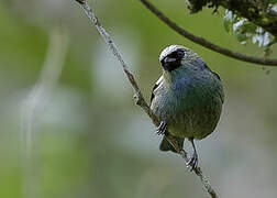 Metallic-green Tanager