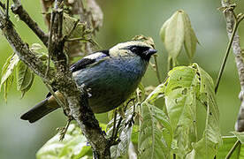 Metallic-green Tanager