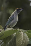 Calliste vitriolin