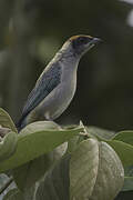 Scrub Tanager