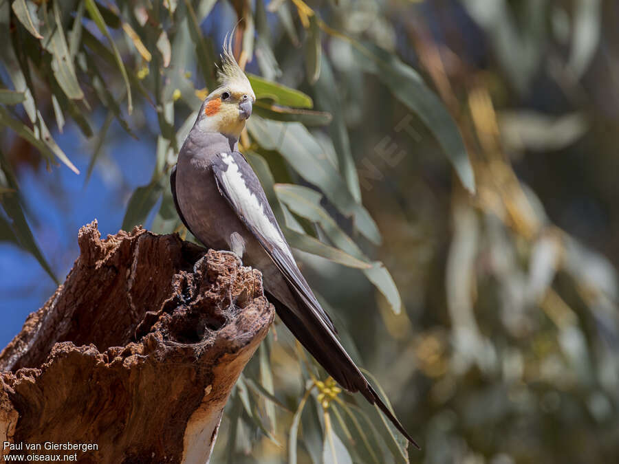 Cockatiel male adult, habitat, pigmentation