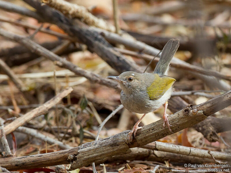 Grey-backed Camaroptera