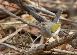 Grey-backed Camaroptera