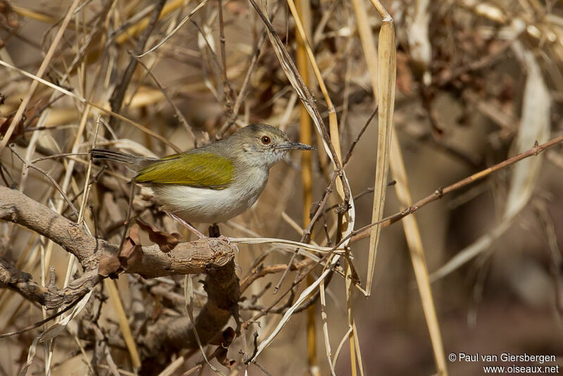 Grey-backed Camaroptera