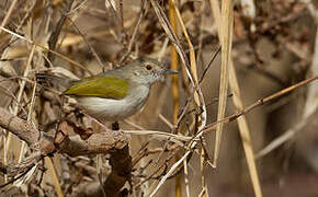 Grey-backed Camaroptera