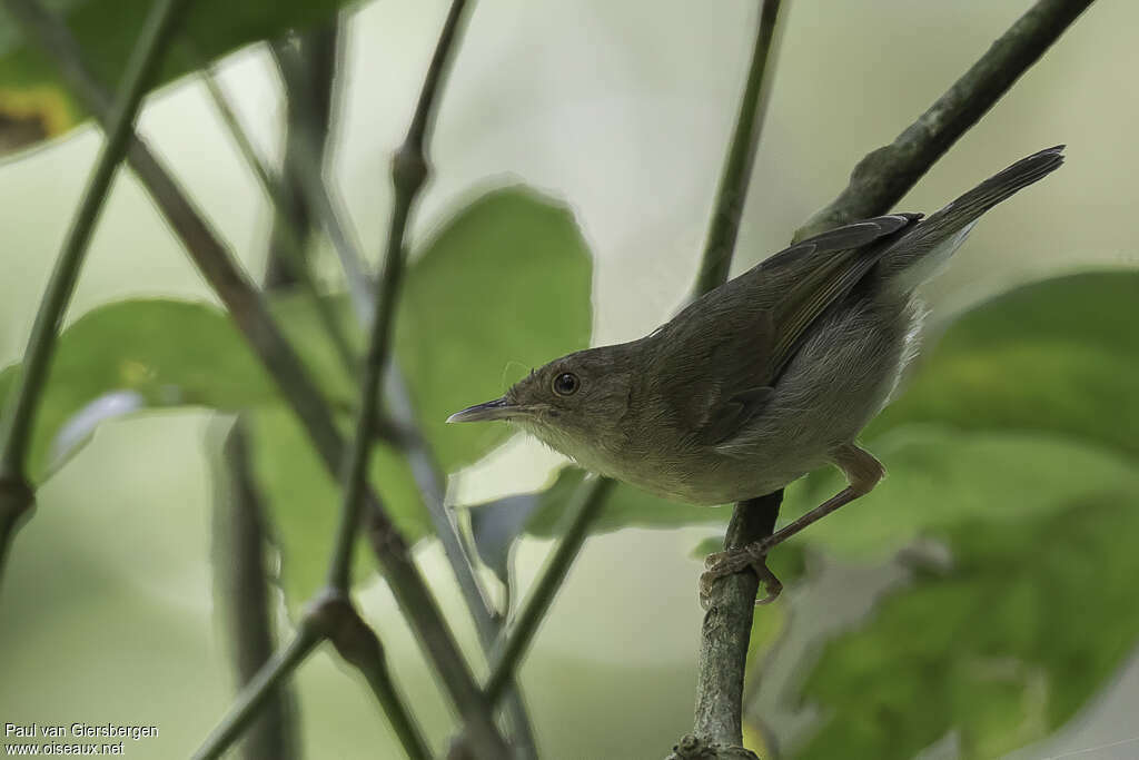 Olive-green Camaropteraadult, identification