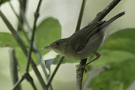 Olive-green Camaroptera