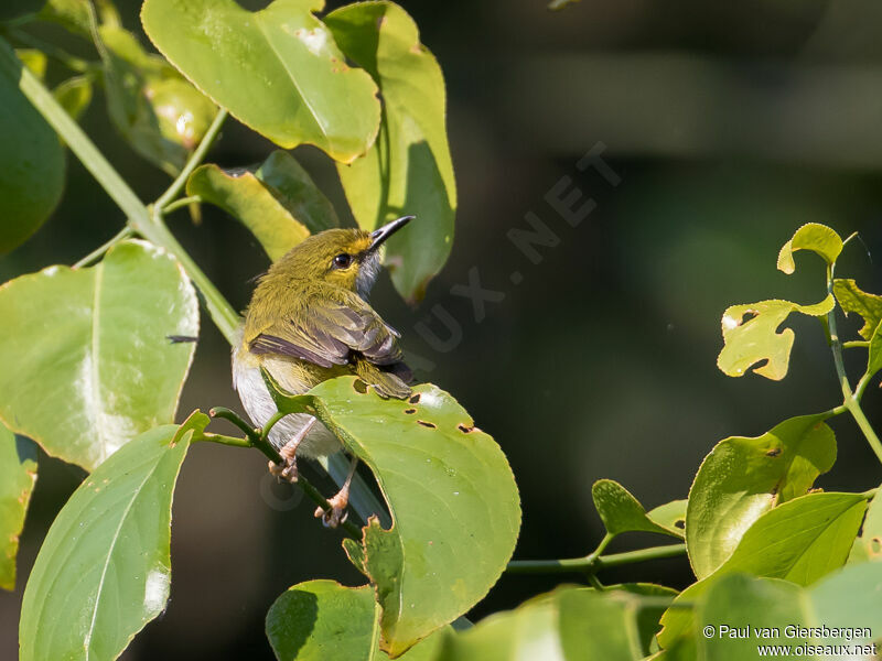 Yellow-browed Camaroptera