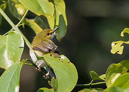 Yellow-browed Camaroptera