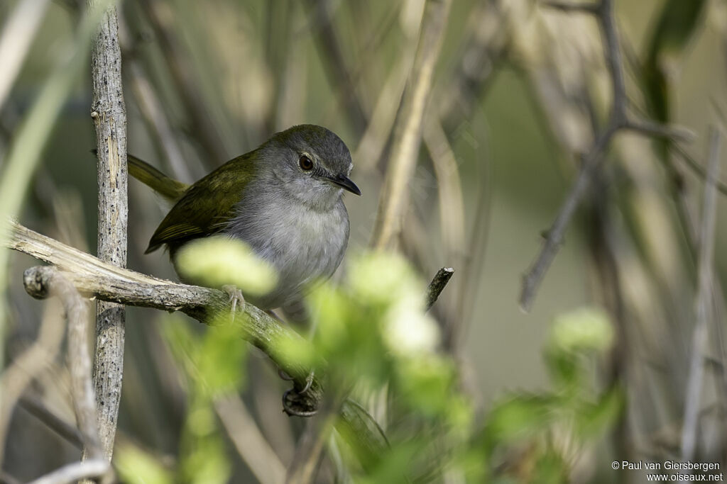 Green-backed Camaropteraadult