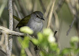 Green-backed Camaroptera