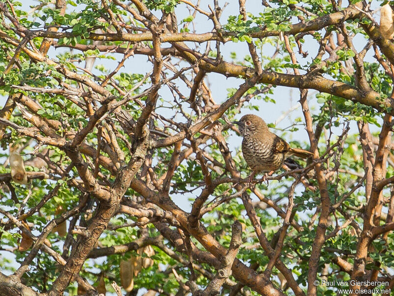 Barred Wren-Warbler