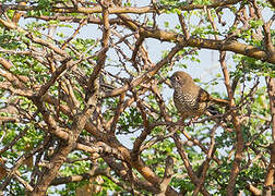 Barred Wren-Warbler