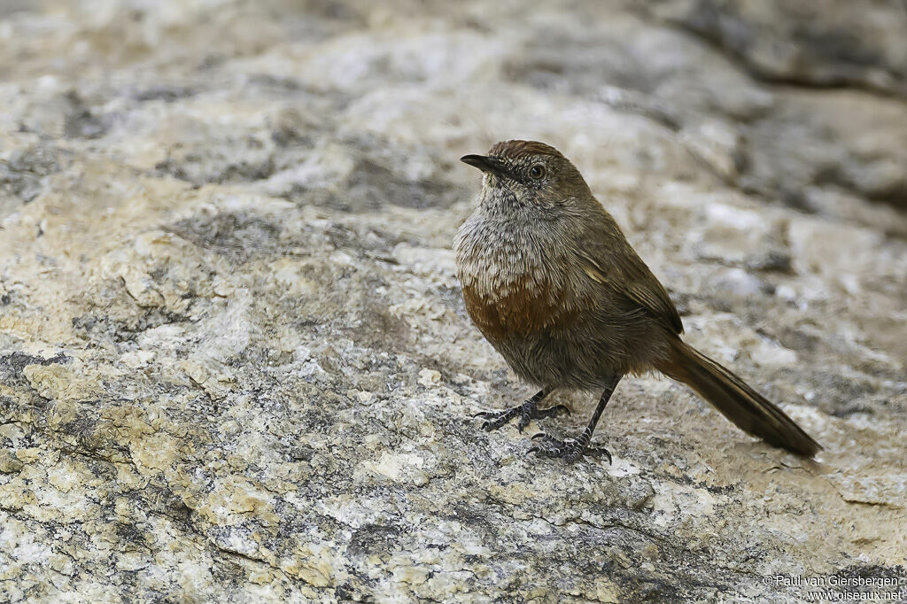 Camaroptère cannelleadulte