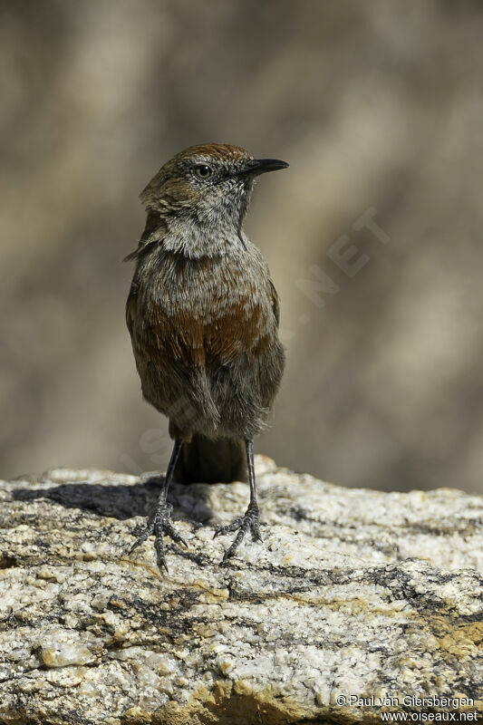 Cinnamon-breasted Warbleradult