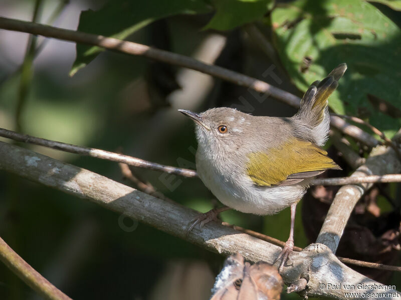 Hartert's Camaroptera