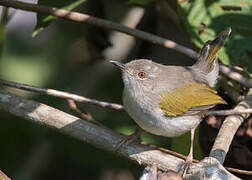 Hartert's Camaroptera