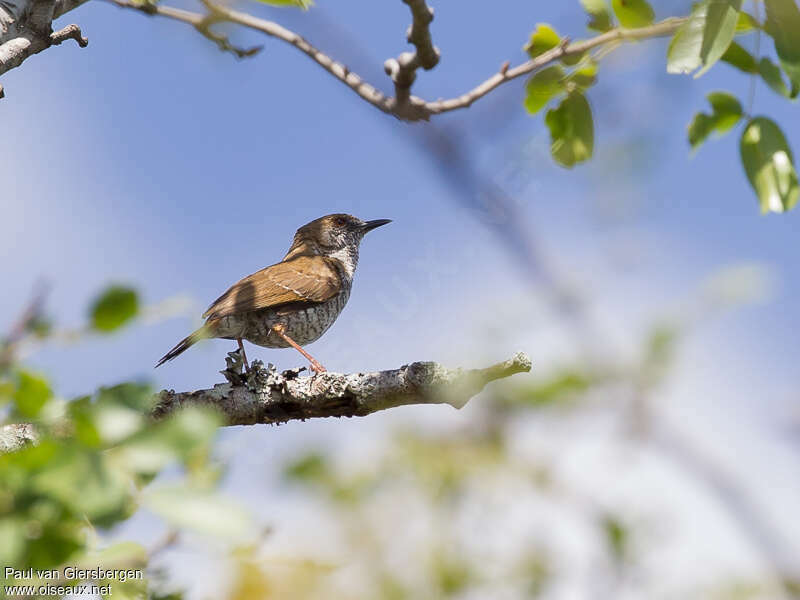 Stierling's Wren-Warbleradult