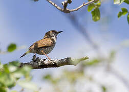 Stierling's Wren-Warbler