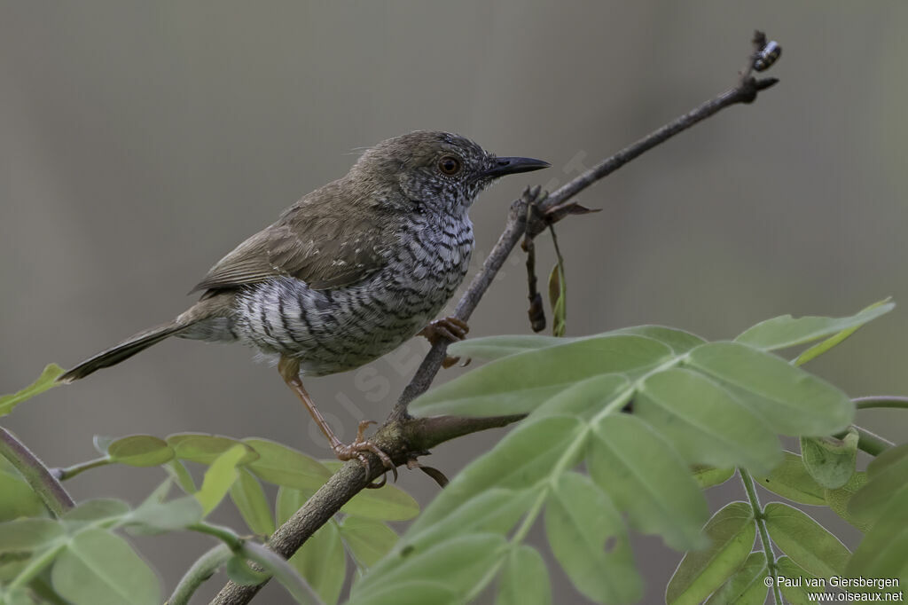 Stierling's Wren-Warbleradult