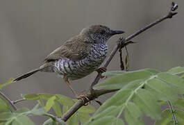 Stierling's Wren-Warbler