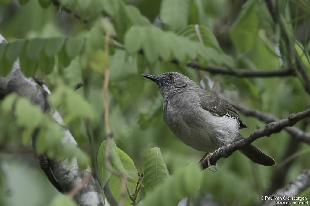 Miombo Wren-Warbleradult