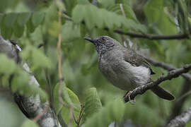 Miombo Wren-Warbler