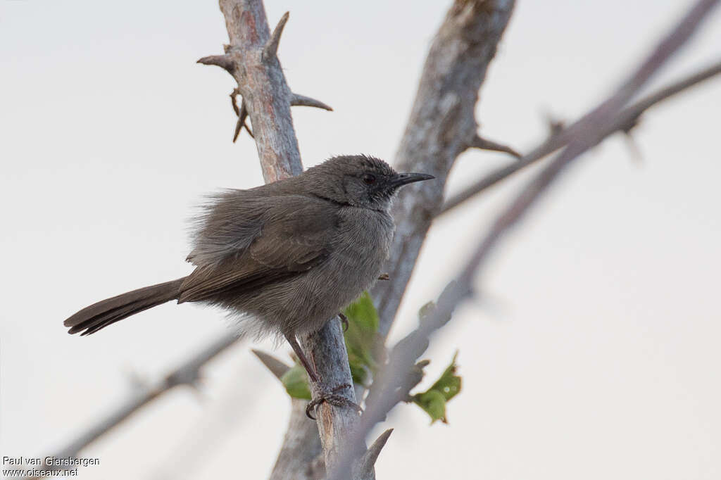 Grey Wren-Warbleradult, identification