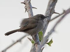 Grey Wren-Warbler