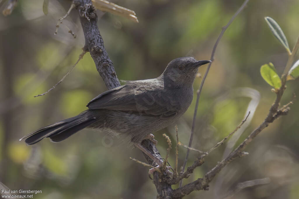 Grey Wren-Warbleradult, identification