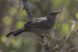 Grey Wren-Warbler