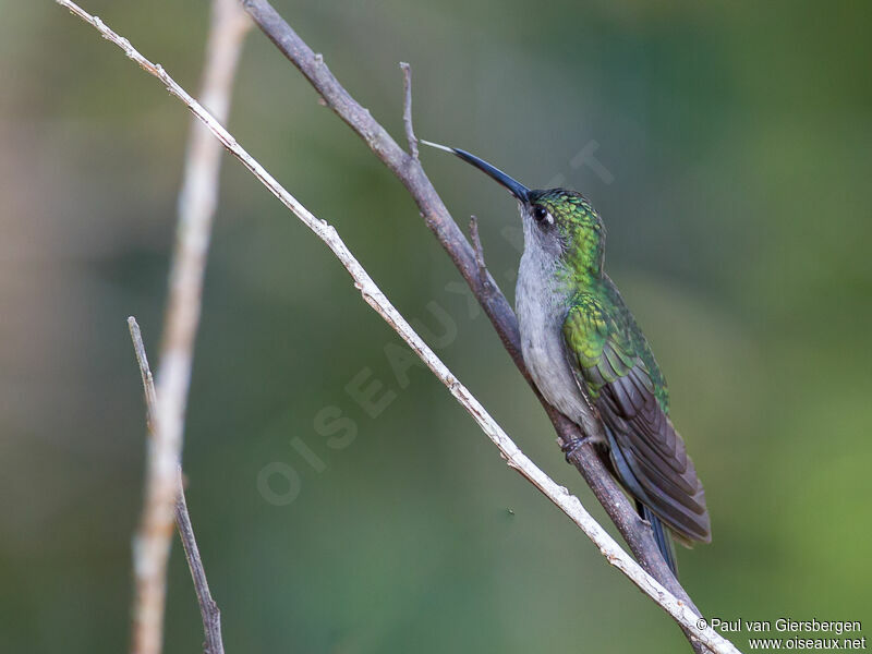 Grey-breasted Sabrewing