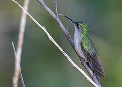 Grey-breasted Sabrewing