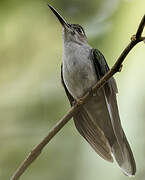 Grey-breasted Sabrewing