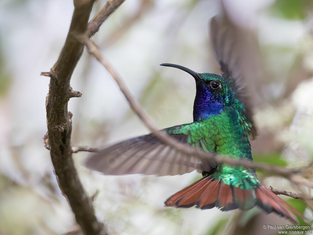 Lazuline Sabrewing male adult