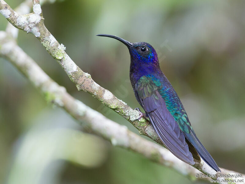 Violet Sabrewing