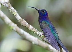 Violet Sabrewing