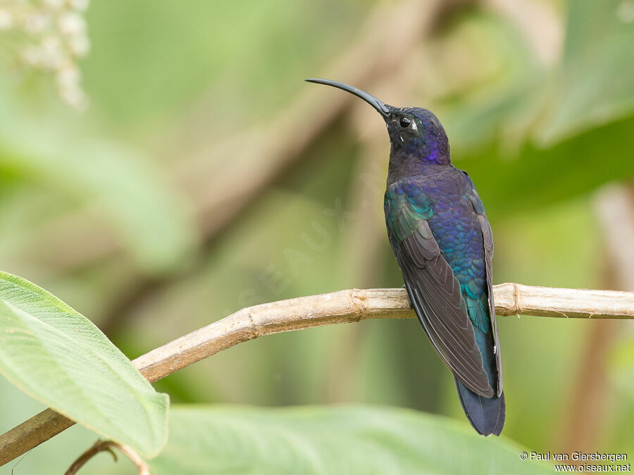 Violet Sabrewing male adult