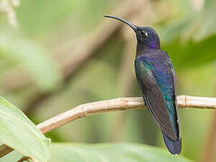 Violet Sabrewing