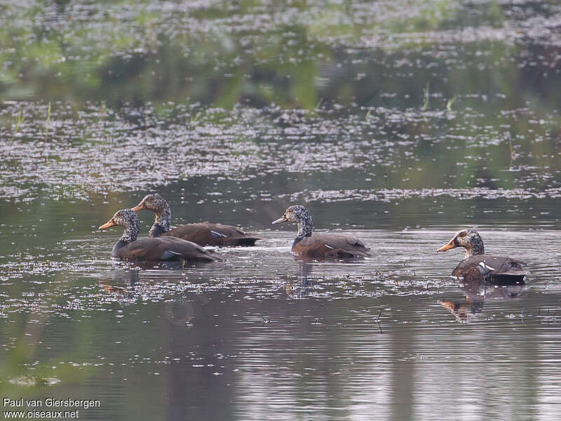 White-winged Duckadult, identification