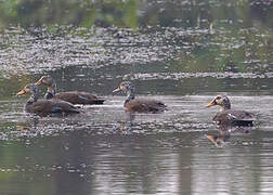 White-winged Duck