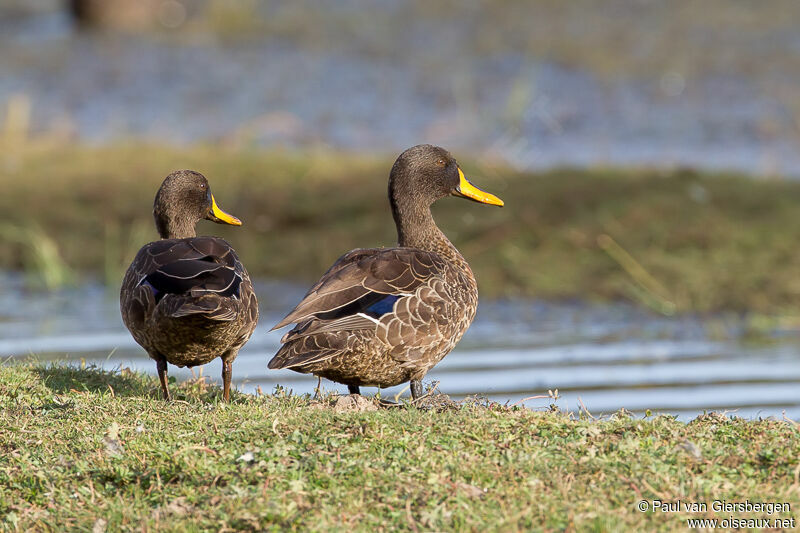 Canard à bec jaune