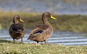 Yellow-billed Duck