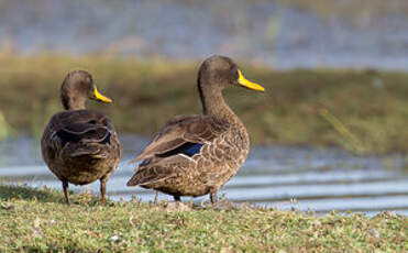 Canard à bec jaune