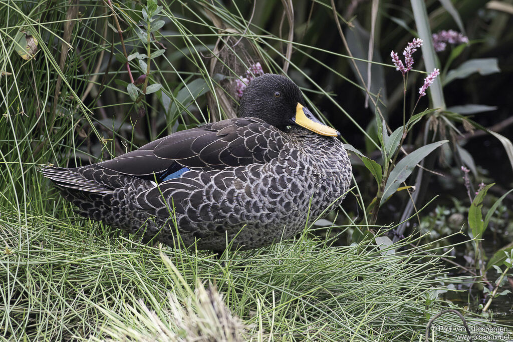 Canard à bec jauneadulte