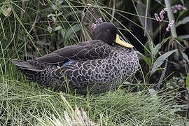 Yellow-billed Duck