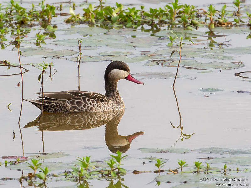 Canard à bec rouge