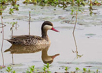 Canard à bec rouge