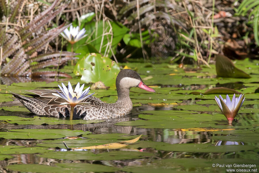 Red-billed Tealadult